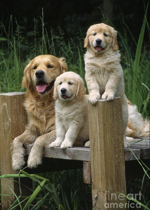 Golden Retriever Greeting Card featuring the photograph Golden Retriever Dog With Puppies by John Daniels