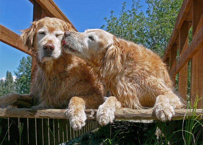 Golden Retriever Greeting Card featuring the photograph Golden Retriever Dogs The Kiss by Jennie Marie Schell