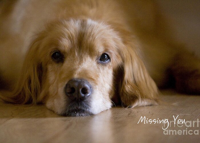 Golden Retriever Greeting Card featuring the photograph Golden Retriever Missing You by James BO Insogna