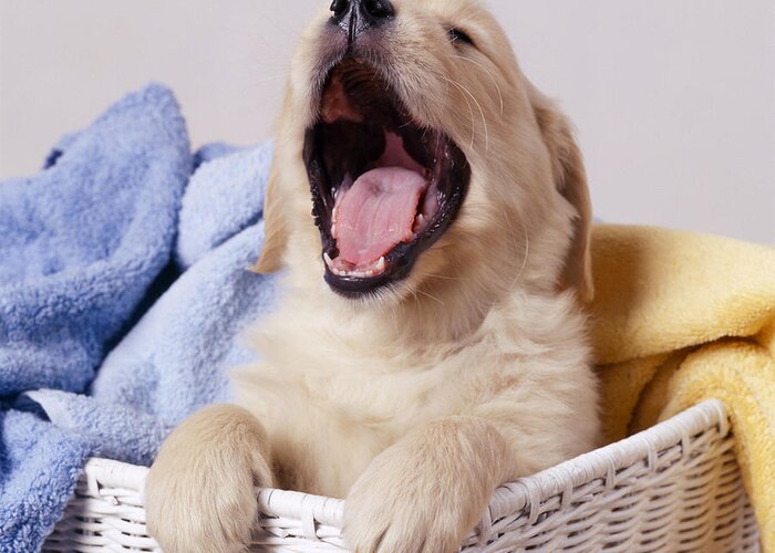 Dog Greeting Card featuring the photograph Golden Retriever Puppy Yawning by John Daniels