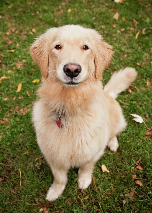 Pets Greeting Card featuring the photograph Golden Retriever by Ron Levine