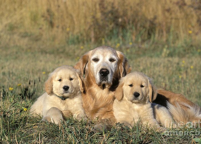 Golden Retriever Greeting Card featuring the photograph Golden Retriever With Puppies by Rolf Kopfle