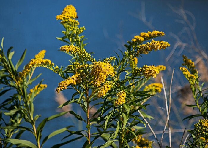 Golden Rods Greeting Card featuring the photograph Golden Rods at Northside Park by Bill Swartwout