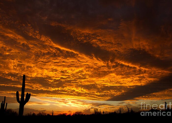 2011 Greeting Card featuring the photograph Golden Saguaro by Nicholas Pappagallo Jr