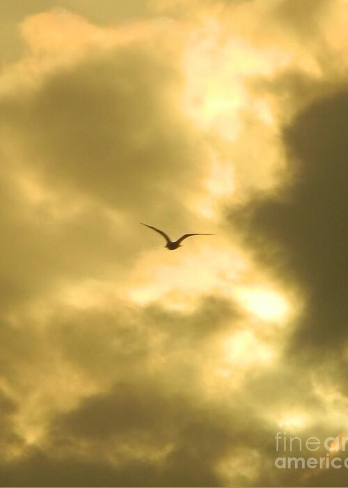 Birds Greeting Card featuring the photograph Golden Sky by Gallery Of Hope 