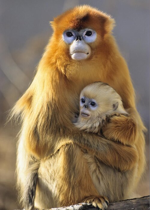 Feb0514 Greeting Card featuring the photograph Golden Snub-nosed Monkey And Baby China by Konrad Wothe