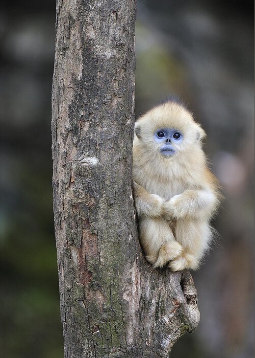 Feb0514 Greeting Card featuring the photograph Golden Snub-nosed Monkey Young China by Thomas Marent