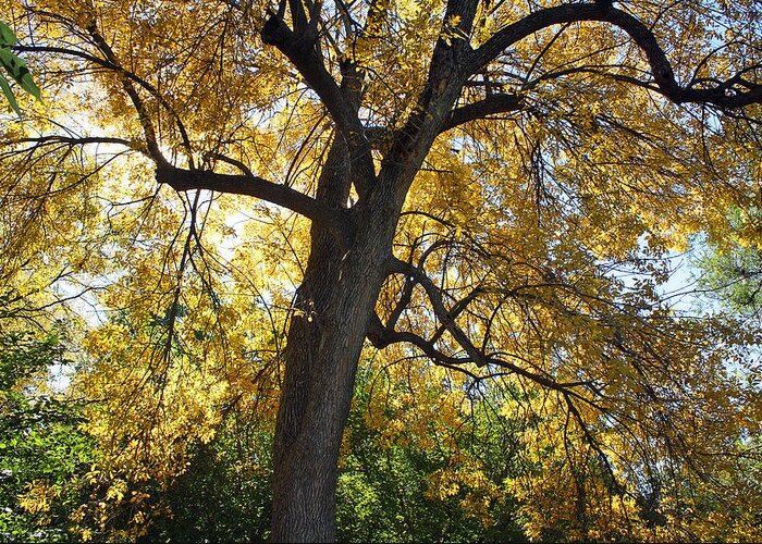 Leaf Greeting Card featuring the photograph Golden Tree -2 by Ellen Tully