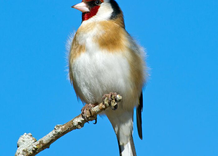 Goldfinch & Blue Sky Greeting Card featuring the photograph Goldfinch and Blue Sky by Torbjorn Swenelius
