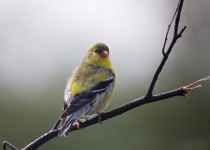 Goldfinch Greeting Card featuring the photograph Goldfinch molting to breeding colors by Sue Capuano