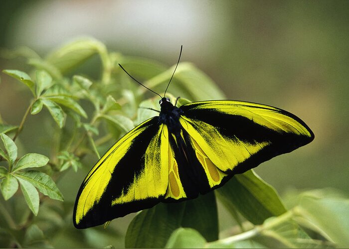Feb0514 Greeting Card featuring the photograph Goliath Birdwing Butterfly Irian Jaya by Konrad Wothe