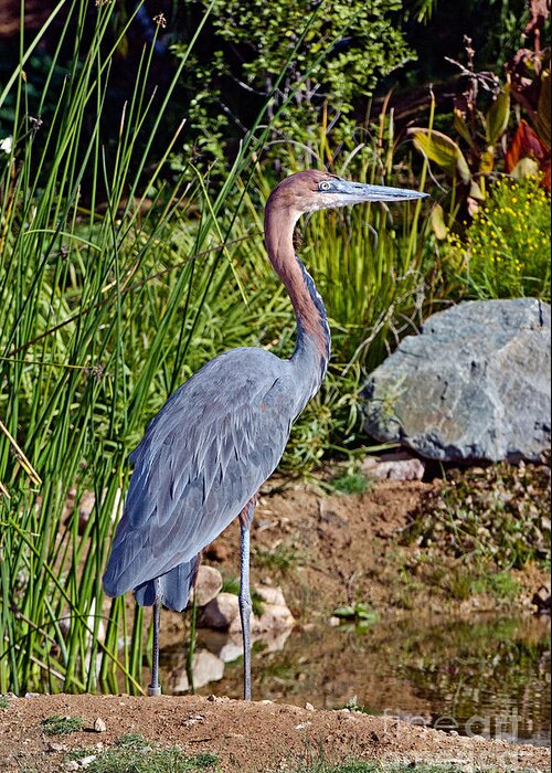 Goliath Heron Greeting Card featuring the photograph Goliath Heron By Water by Anthony Mercieca