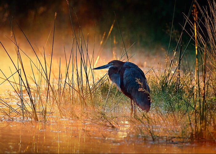 Heron Greeting Card featuring the photograph Goliath heron with sunrise over misty river by Johan Swanepoel