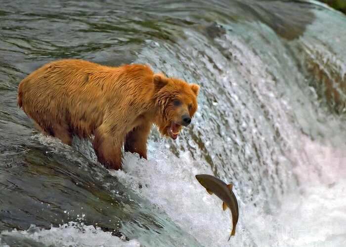 Brown Bear Greeting Card featuring the photograph Gone Fishin by Bill Singleton