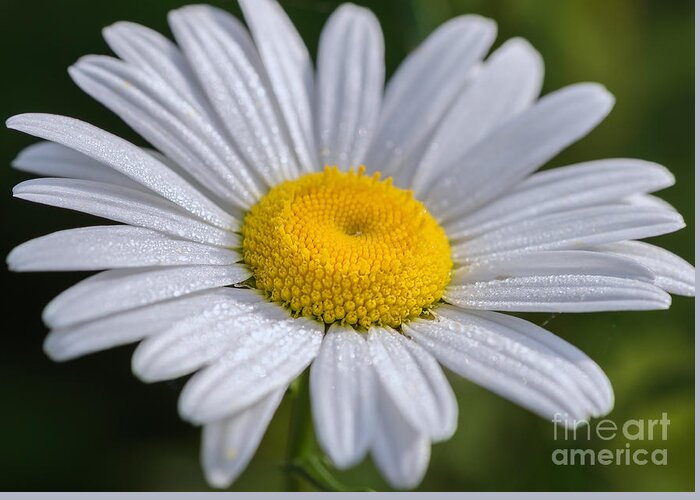 Oxeye Daisy Greeting Card featuring the photograph Good Morning Summer by Tamara Becker