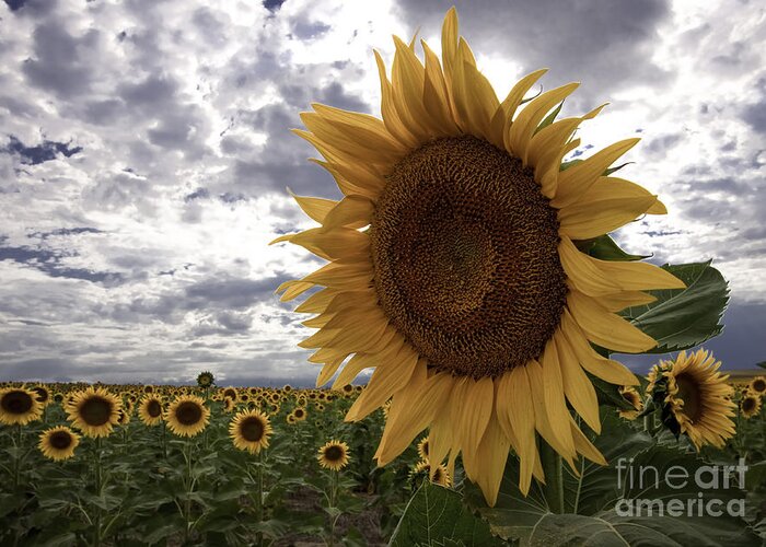 Sunflower Greeting Card featuring the photograph Good Morning Sunshine by Kristal Kraft