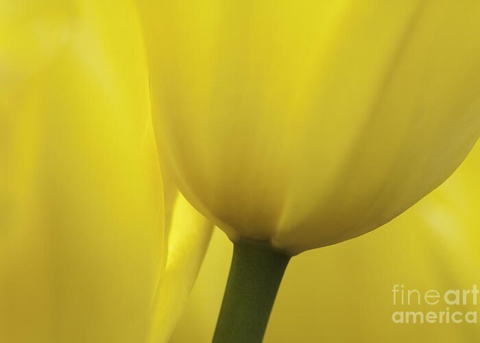 Tulip Greeting Card featuring the photograph Good Morning Sunshine by Patty Colabuono