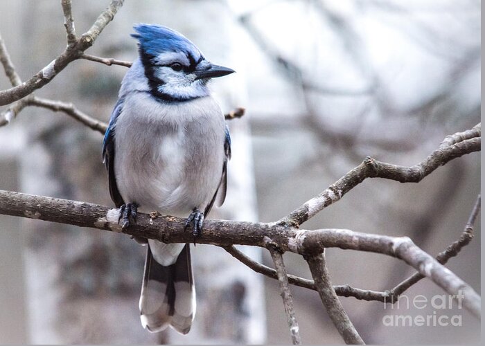  Greeting Card featuring the photograph Gorgeous Blue Jay by Cheryl Baxter