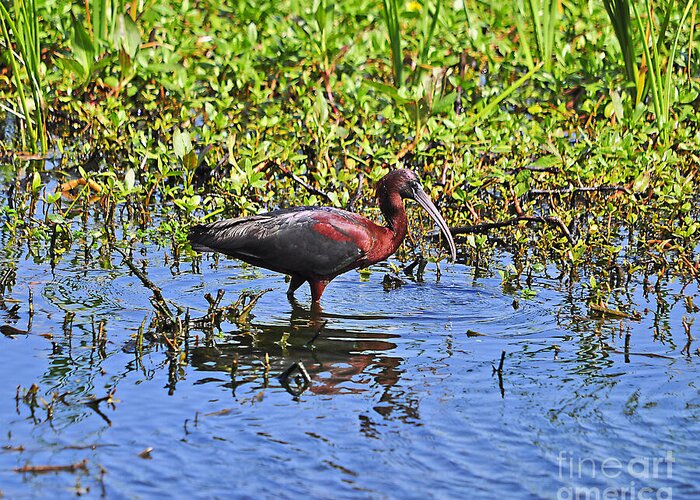 Glossy Ibis Greeting Card featuring the photograph Gorgeous Glossy by Al Powell Photography USA