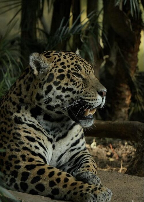 Big Cat Greeting Card featuring the photograph Gorgeous Jaguar by MSVRVisual Rawshutterbug