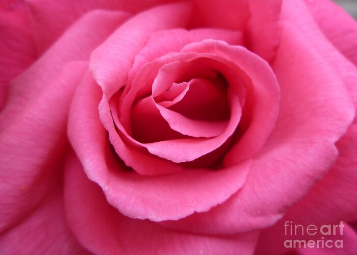 Gorgeous Greeting Card featuring the photograph Gorgeous Pink Rose by Vicki Spindler