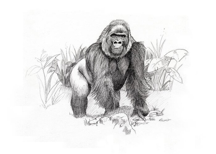 Gorilla Greeting Card featuring the drawing Gorilla by Timothy Ramos