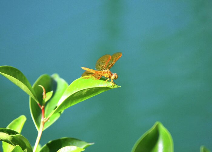 Dragonfly Greeting Card featuring the photograph Gossamar Wings by James Knight