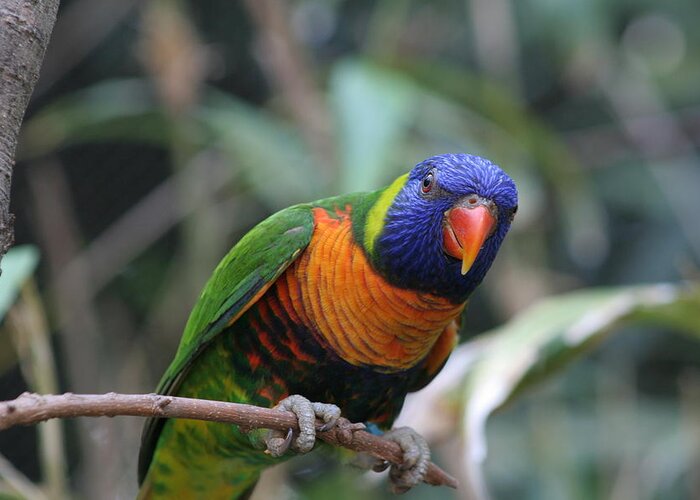 Lorie Greeting Card featuring the photograph Curious Lorikeet by Valerie Collins