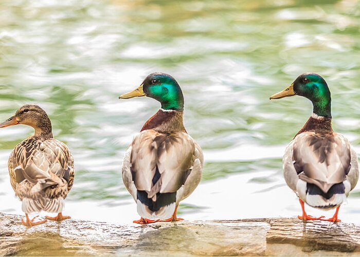 Mallard Greeting Card featuring the photograph Got my ducks in a row by Keith Allen