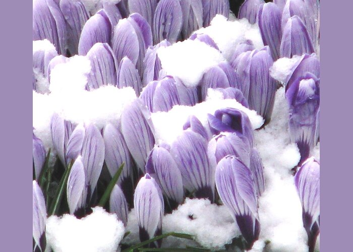 Crocus Greeting Card featuring the photograph Got Spring? by Angela Davies