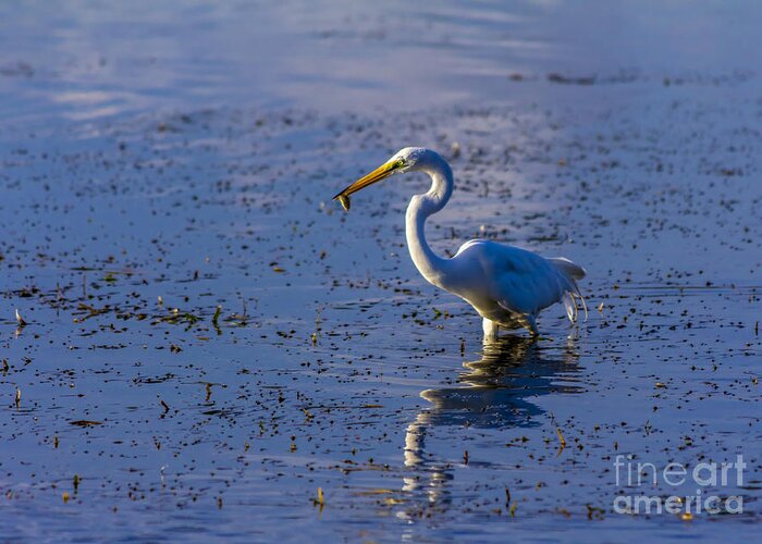 Wading Birds Greeting Card featuring the photograph Gotcha by Marvin Spates