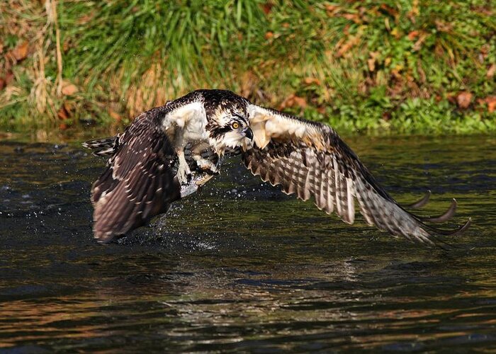 Osprey With Catch Greeting Card featuring the photograph Gotcha by Mike Farslow