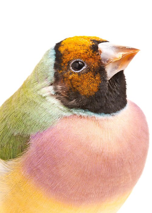 Animal Greeting Card featuring the photograph Gouldian Finch Erythrura Gouldiae by David Kenny