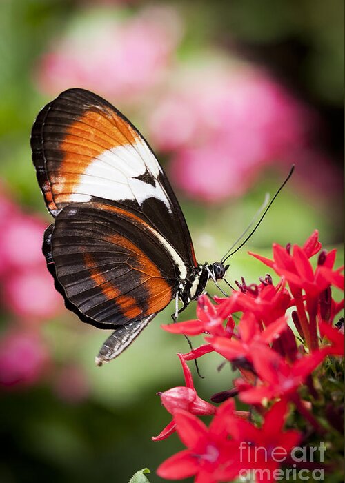 Butterfly Greeting Card featuring the photograph Grace by Patty Colabuono