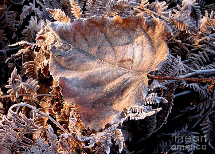 Fall Greeting Card featuring the photograph Graced By Frost by Rory Siegel