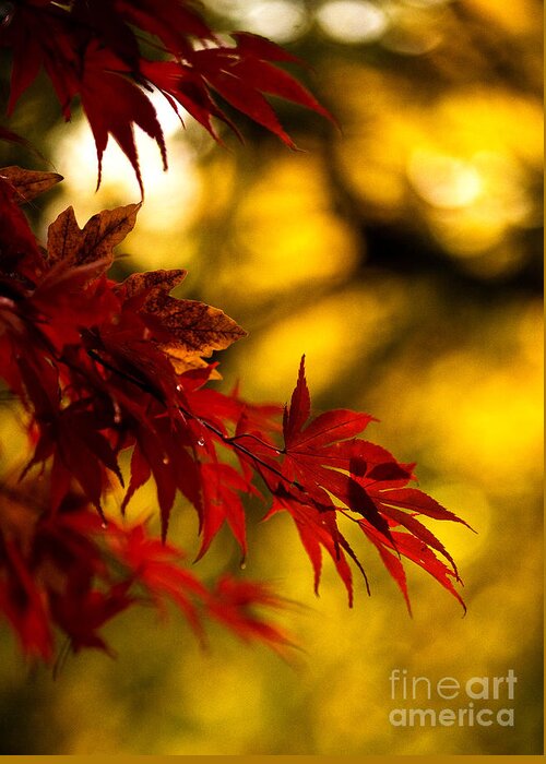 Leaves Greeting Card featuring the photograph Graceful Leaves by Mike Reid