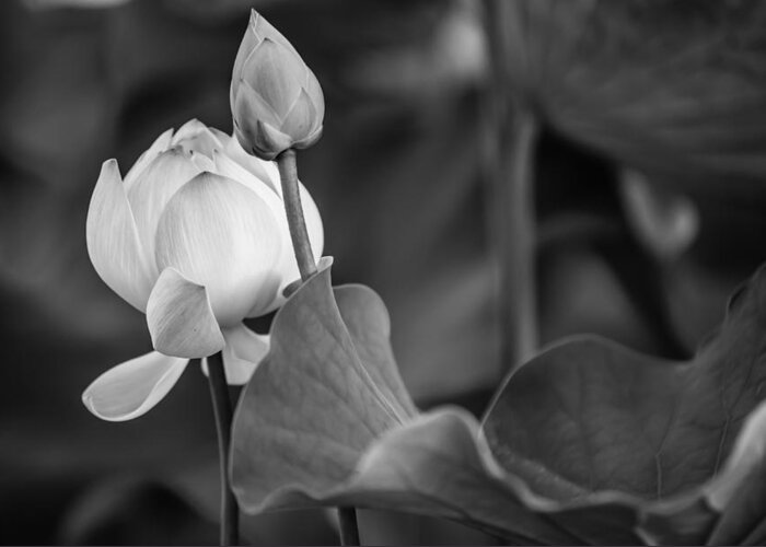 Mauritius Greeting Card featuring the photograph Graceful Lotus. Balck and White. Pamplemousses Botanical Garden. Mauritius by Jenny Rainbow
