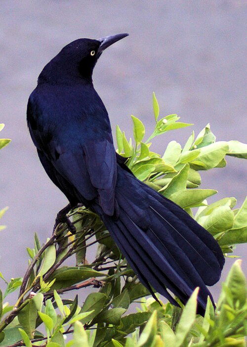 Grackle Greeting Card featuring the photograph Grackle by Patricia Quandel