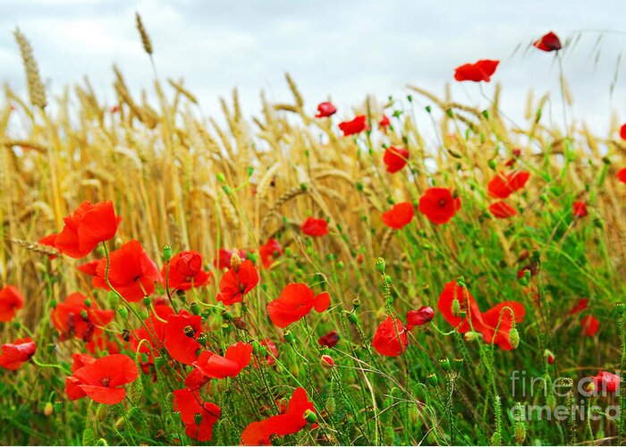 Poppy Greeting Card featuring the photograph Grain and poppy field by Elena Elisseeva