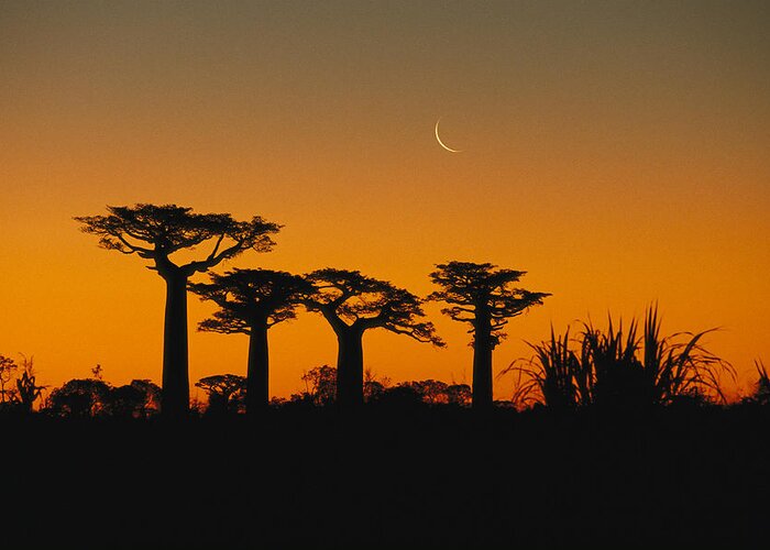 Feb0514 Greeting Card featuring the photograph Grandidiers Baobab Trees And Moon by Konrad Wothe