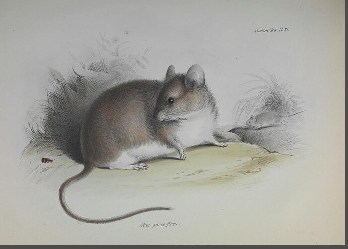 Mus Griseo-flavus Greeting Card featuring the photograph Graomys Mouse by Natural History Museum, London/science Photo Library