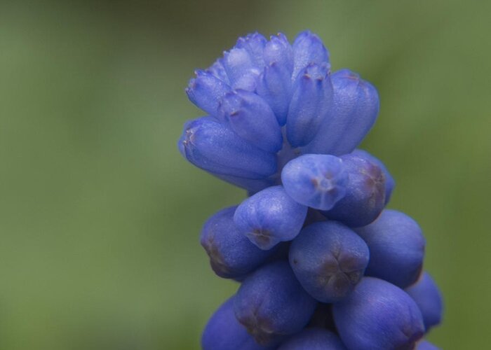 Flowers Greeting Card featuring the photograph Grape Hyacinth Macro by Lili Feinstein