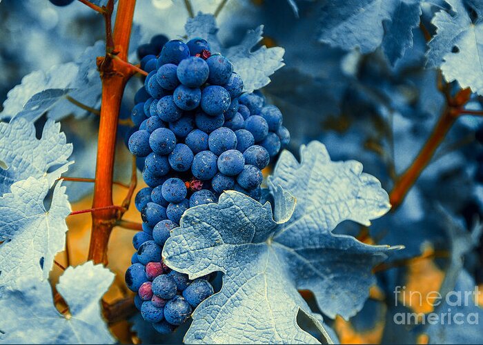 Blue Greeting Card featuring the photograph Grapes - Blue by Hannes Cmarits