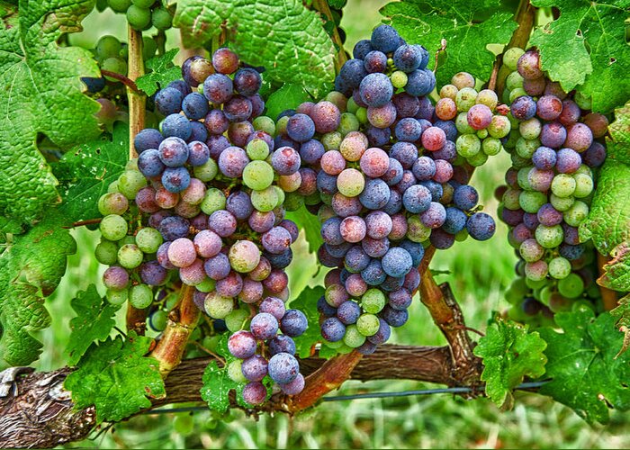 Bunches Of Ripe Grapes On The Vine In A Vineyard. Greeting Card featuring the photograph Grapes by David Kay