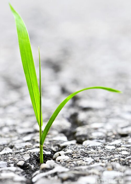 Grass Greeting Card featuring the photograph Grass in asphalt by Elena Elisseeva