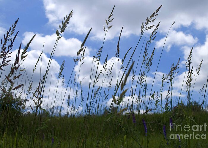 Landscape Greeting Card featuring the photograph Grass Meets Sky by Bill Thomson