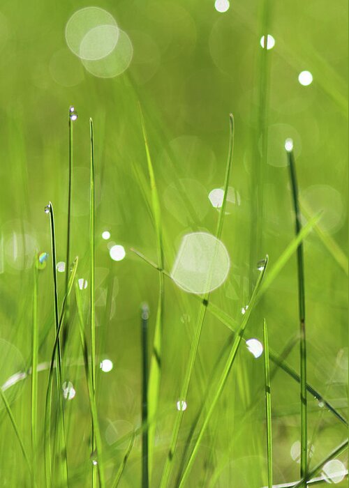 Grass Greeting Card featuring the photograph Grass With Morning Dew by Chasing Light Photography Thomas Vela