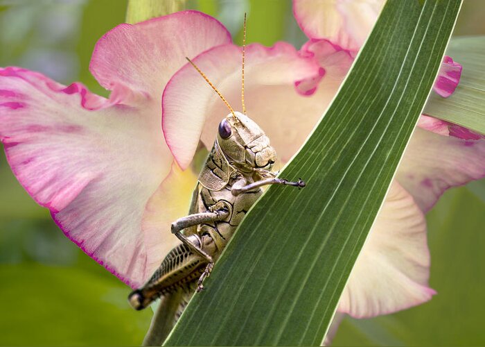 Grasshopper Greeting Card featuring the photograph Grasshopper by Marina Kojukhova