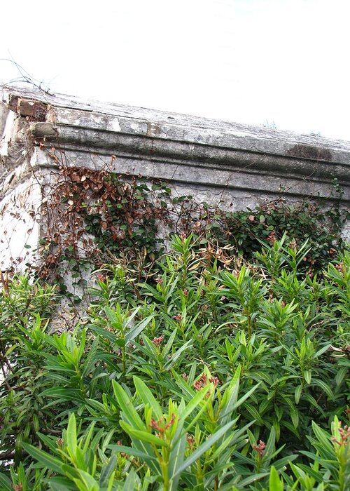 Cemetery Greeting Card featuring the photograph Grave by Beth Vincent