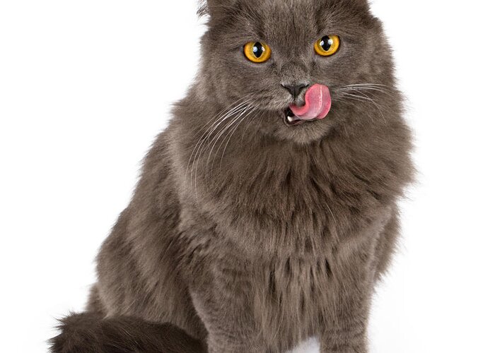 Cat Greeting Card featuring the photograph Gray cat with tongue out isolated on white by Good Focused